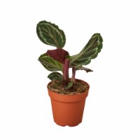 House Plant 4-CALATHEA-MEDALLION Medallion Calathea Roseopicta Plant in 4 in. Pot