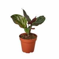 House Plant 4-CALATHEA-ORNATA Ornata Calathea Plant in 4 in. Pot