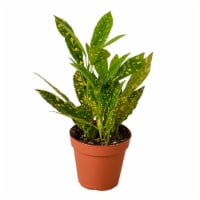 House Plant 4-CROTON-GOLD.DUST Croton Gold Dust Plant in 4 in. Pot
