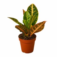 House Plant 4-CROTON-PETRA Josephs Coat Croton Petra Plant in 4 in. Pot
