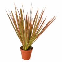 House Plant 4-DRACAENA-COLORAMA Colorama Dracaena Plant in 4 in. Pot