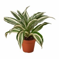 House Plant 4-DRACAENA-WHITE.JEWEL Warneckii White Jewel Dracaena Plant in 4 in. Pot