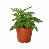House Plant 4-FERN-AUSTRAL.GEM Austral Gem Fern Plant in 4 in. Pot