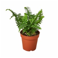 House Plant 4-FERN-JESTER.CROWN Jesters Crown Fern Plant in 4 in. Pot