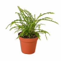 House Plant 4-FERN-LEMON.BUTTON Lemon Button Fern Plant in 4 in. Pot