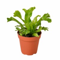House Plant 4-FERN-LESLIE Birds Nest Leslie Fern Plant in 4 in. Pot