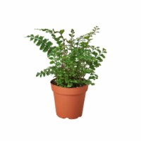 House Plant 4-FERN-MAHOGANY Mahogany Fern Plant in 4 in. Pot