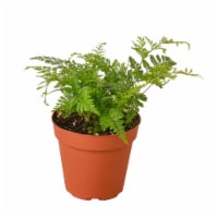 House Plant 4-FERN-RABBIT.FOOT Rabbits Foot Fern Plant in 4 in. Pot