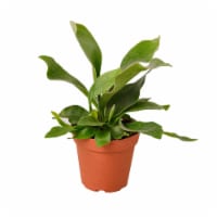 House Plant 4-FERN-STAGHORN Staghorn Fern Plant in 4 in. Pot