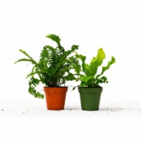 House Plant 4-FERN-VARIETY-2PK 2 Fern Variety Pack Plant in 4 in. Pot