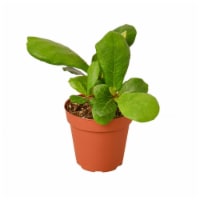 House Plant 4-FICUS-LYRATA Ficus Lyrata Fiddle Leaf Fig Plant in 4 in. Pot