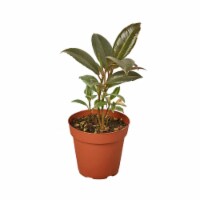 House Plant 4-FICUS-TINEKE Tineke Ficus Elastica Plant in 4 in. Pot