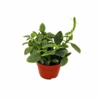 House Plant 4-FITTONIA-WHITE White Fittonia Nerve Plant in 4 in. Pot