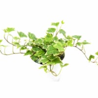 House Plant 4-IVY-EVA Eva English Ivy Plant in 4 in. Pot