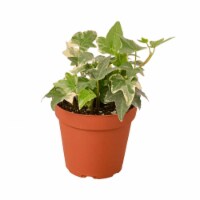 House Plant 4-IVY-GLACIER Glacier English Ivy Plant in 4 in. Pot
