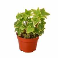 House Plant 4-IVY-GOLD.CHILD English Ivy Gold Child Plant in 4 in. Pot
