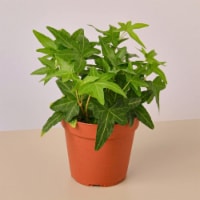 House Plant 4-IVY-GREEN English Ivy Green California Plant in 4 in. Pot