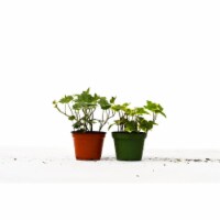 House Plant 4-IVY-VARIETY-2PK 2 English Ivy Variety Pack Plant in 4 in. Pot