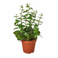 House Plant 4-LIPSTICK-CLASSIC Lipstick Plant Plant in 4 in. Pot