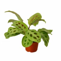 House Plant 4-MARANTA-LEUCONEURA Maranta Leuconeura Plant in 4 in. Pot
