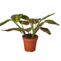 House Plant 4-MARANTA-RED Maranta Red Prayer Plant in 4 in. Pot