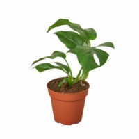 House Plant 4-MONSTERA-MINIMA Philodendron Mini Monstera Minima Plant in 4 in. Pot