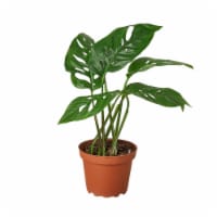 House Plant 4-MONSTERA-SWISS.CHEESE Monstera Swiss Cheese Plant in 4 in. Pot