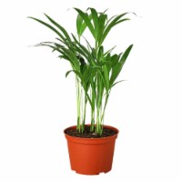 House Plant 4-PALM-ARECA Areca Palm Plant in 4 in. Pot