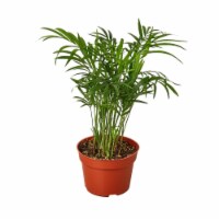House Plant 4-PALM-PARLOR Parlor Palm Plant in 4 in. Pot