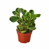 House Plant 4-PEPEROMIA-MARBLE Marble Peperomia Plant in 4 in. Pot