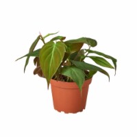 House Plant 4-PHILODENDRON-VELVET Velvet Philodendron Plant in 4 in. Pot