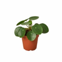 House Plant 4-PILEA-PEPEROMIODES Chinese Money Pilea Peperomioides Plant in 4 in. Pot