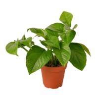 House Plant 4-POTHOS-GREEN Green Queen Pothos Plant in 4 in. Pot