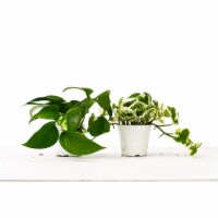 House Plant 4-POTHOS-VARIETY-2PK 2 Pothos Variety Pack Home & Garden Plants in 4 in. Pot