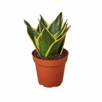House Plant 4-SNAKE-BLACK.GOLD Black Gold Snake Plant in 4 in. Pot
