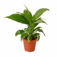 House Plant 4-SPATHIPHYLLUM-GREEN Peace Lily Spathiphyllum Plant in 4 in. Pot