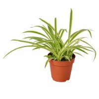 House Plant 4-SPIDER-REVERSE Reverse Spider Plant in 4 in. Pot