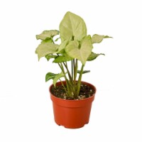 House Plant 4-SYNGONIUM-WHITE.BUTTERFLY White Butterfly Syngonium Plant in 4 in. Pot