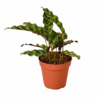 House Plant 6-CALATHEA-RATTLESNAKE Rattlesnake Calathea Lancifolia Plant in 6 in. Pot