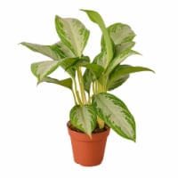 House Plant 6-CH.EVERGREEN-SILVER.BAY Silver Bay Chinese Evergreen Plant in 6 in. Pot