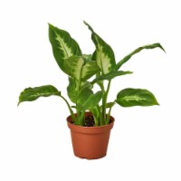 House Plant 6-DIEFFENBACHIA-CAMILLE Dieffenbachia Camille Plant in 6 in. Pot