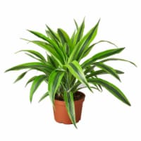 House Plant 6-DRACAENA-LEMON.LIME Lemon Surprise Dracaena Deremensis Plant in 6 in. Pot