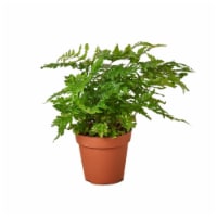 House Plant 6-FERN-AUTUMN 8-14 in. Tall Autumn Fern Plant in 6 in. Pot