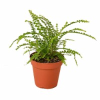 House Plant 6-FERN-LEMON.BUTTON Lemon Button Fern Plant in 6 in. Pot