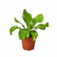 House Plant 6-FERN-NIDUS Nidus Birds Nest Fern Plant in 6 in. Pot