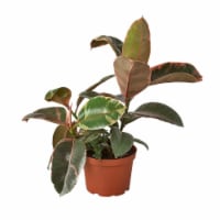 House Plant 6-FICUS-RUBY.PINK Ficus Ruby Pink Elastica Plant in 6 in. Pot