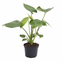 House Plant 6-MONSTERA-DELICIOSA Monstera Philodendron Plant in 6 in. Pot