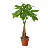 House Plant 6-PACHIRA-BRAID Guiana Chestnut Money Tree Pachira Braid Plant in 6 in. Pot