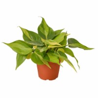 House Plant 6-PHILODENDRON-BRASIL Brasil Philodendron Hederaceum Plant in 6 in. Pot