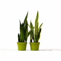 House Plant 6-SNAKE-VARIETY-2PK 12-18 in. Tall 2 Snake Sansevieria Plant Variety Pack in 6 in